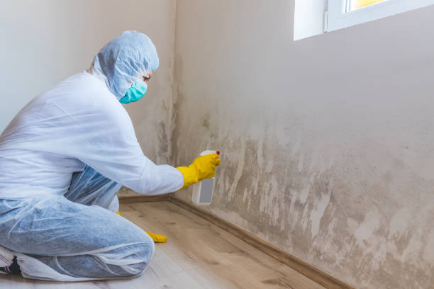 Licensed Mold Testing service in Beaverton, MI - WQB Mold Removal